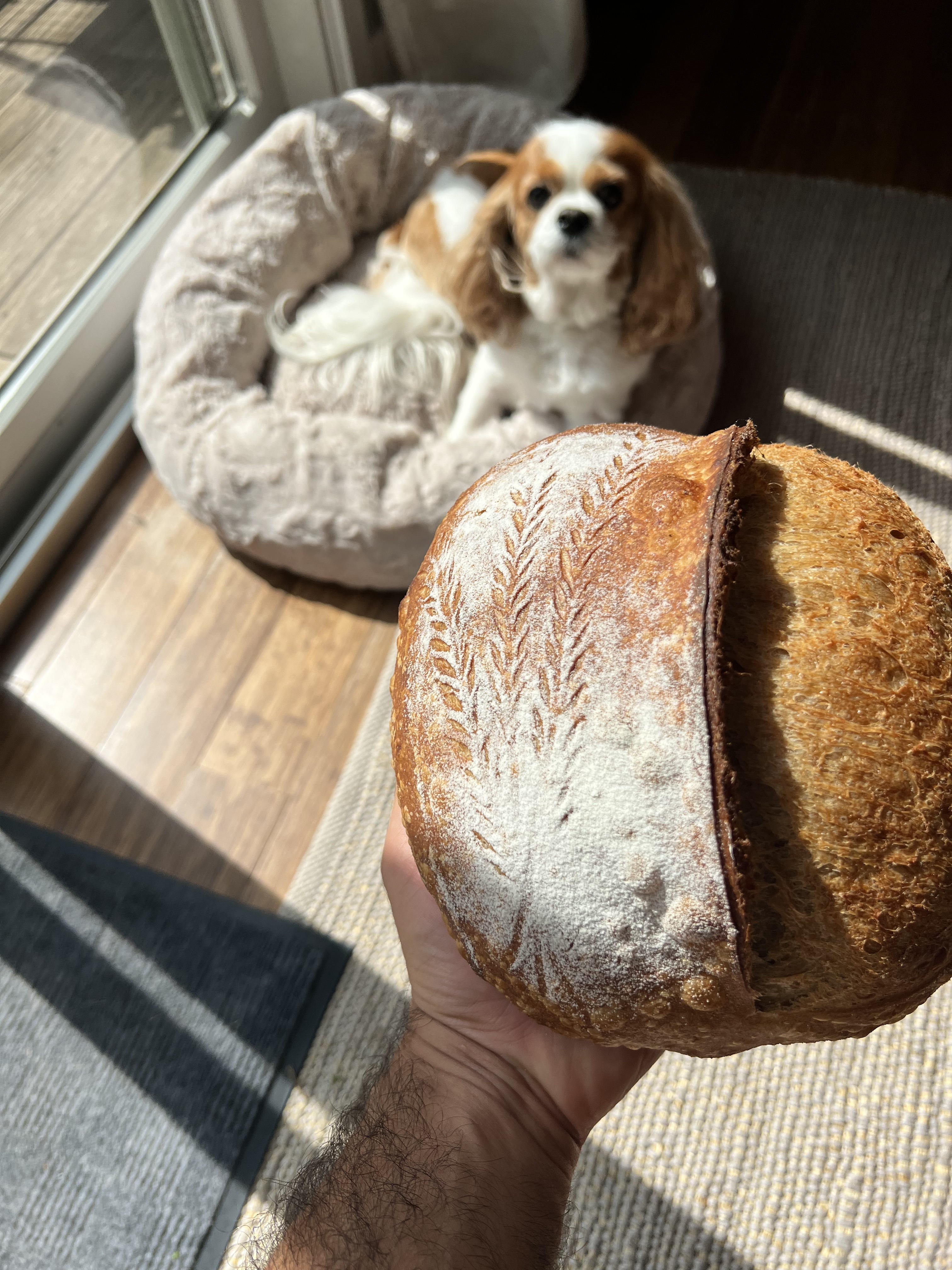 Classic sourdough loaf fresh from the oven, with a dog watching from her bed in the background